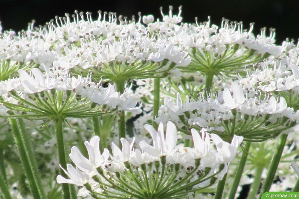 Gefleckter Schierling (Conium maculatum)