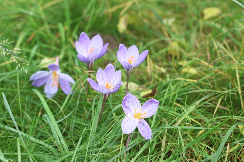 Herbstzeitlose - Colchicum autumnale