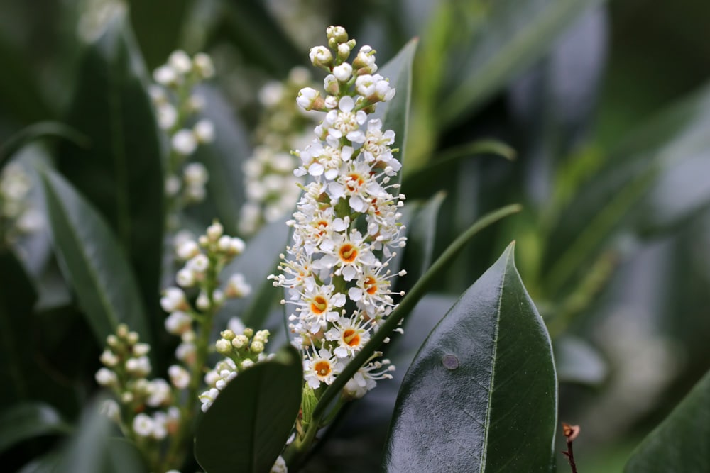 Kirschlorbeer - Prunus laurocerasus