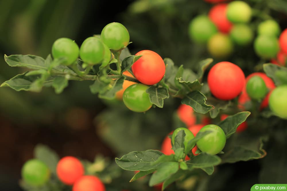 Korallenstrauch (Solanum pseudocapsicum)