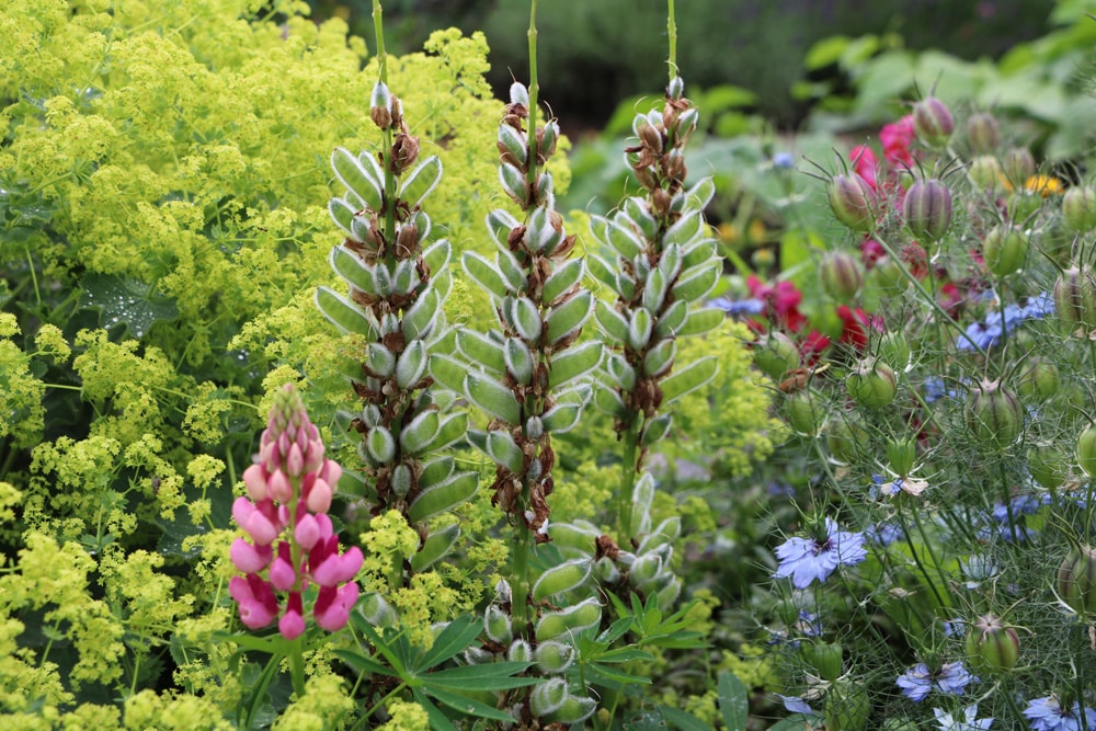 Lupine (Lupinus polyphyllus)