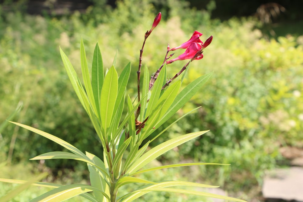 Oleander (Nerium oleander)