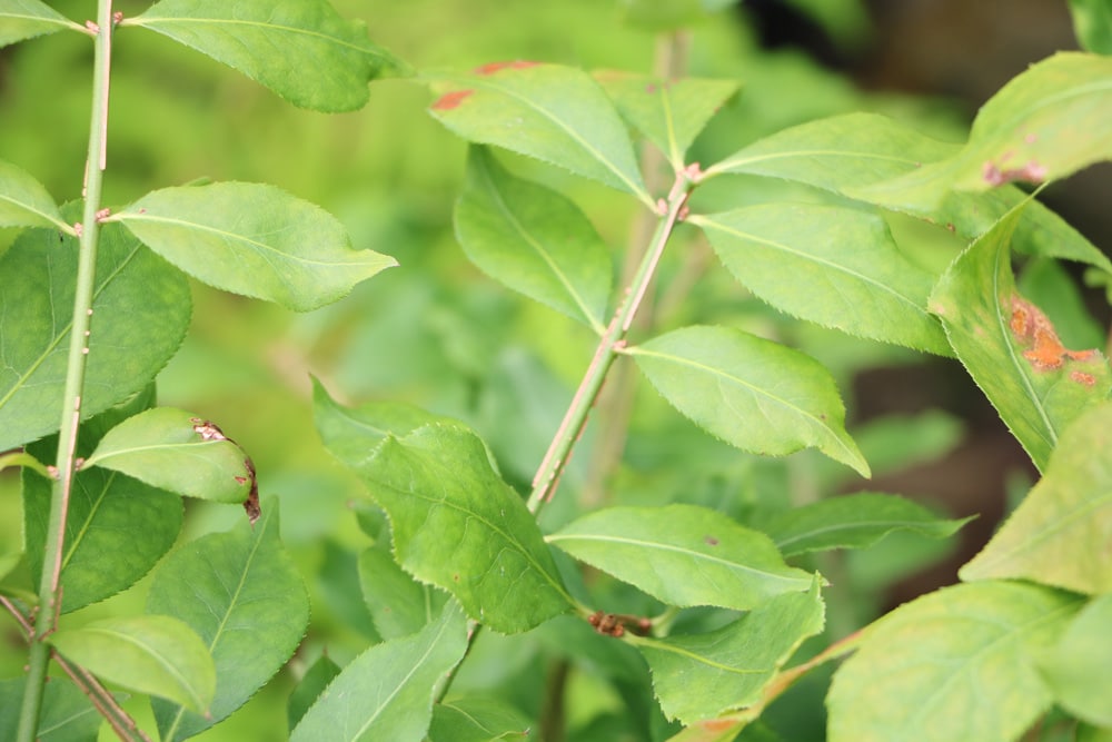 Pfaffenhütchen (Euonymus europaeus)