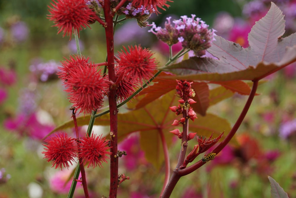 Rizinus - Wunderbaum - Ricinus communis 