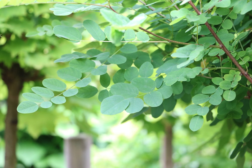 Robinien (Robinia)