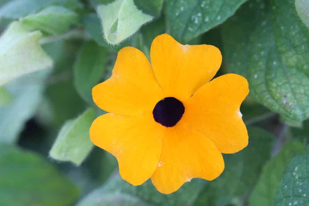 Schwarzäugige Susanne - Thunbergia alata