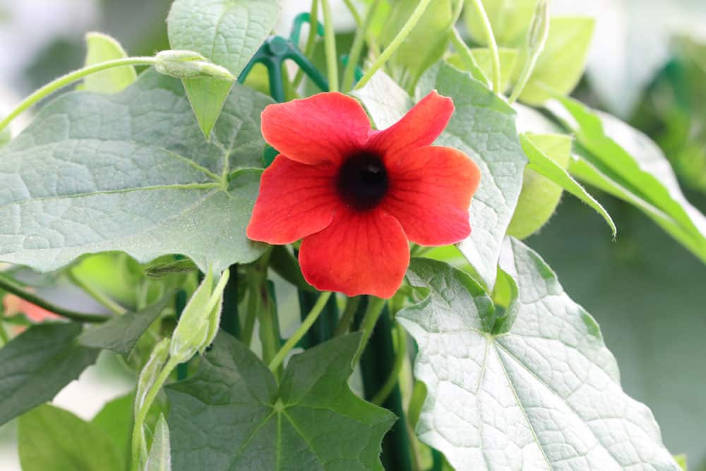 Schwarzäugige Susanne - Thunbergia alata