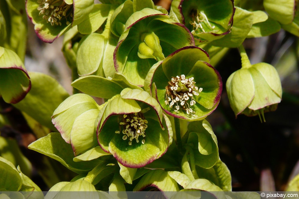 Stinkende Nieswurz (Helleborus foetidus)