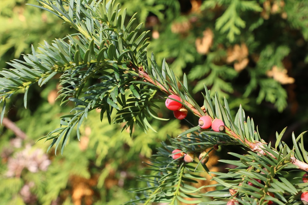 Taxus baccata - europäische Eibe