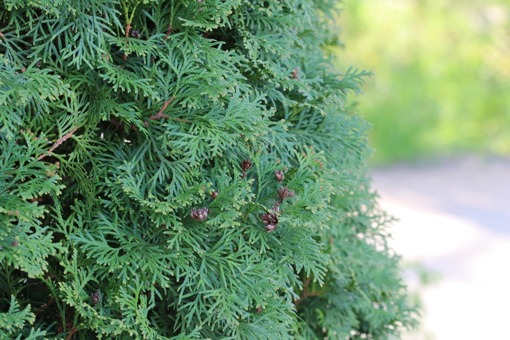 Abendländischer Lebensbaum (Thuja occidentalis)