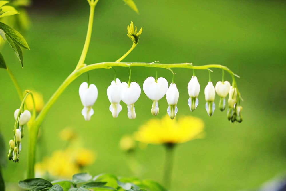 Tränendes Herz (Lamprocapnos spectabilis)