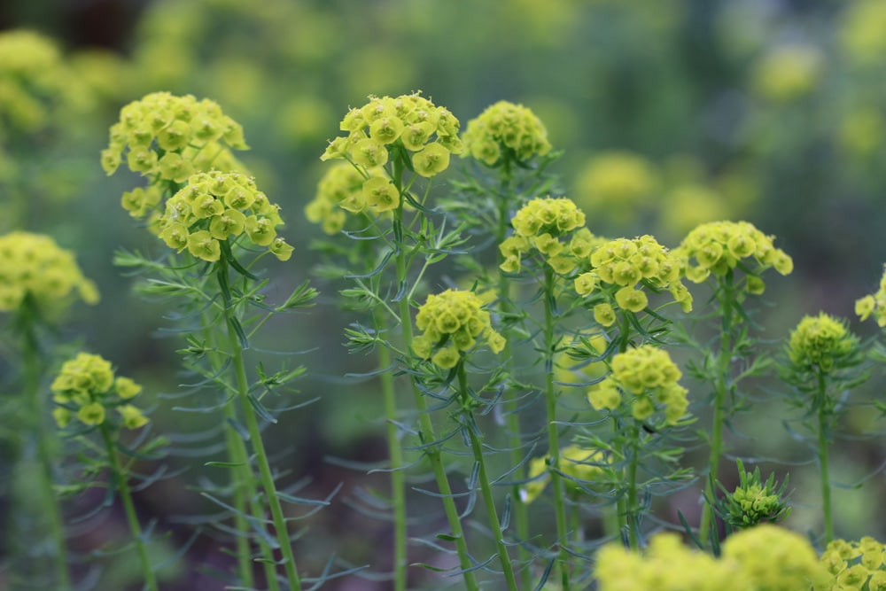 Zypressen-Wolfsmilch - Euphorbia cyparissias