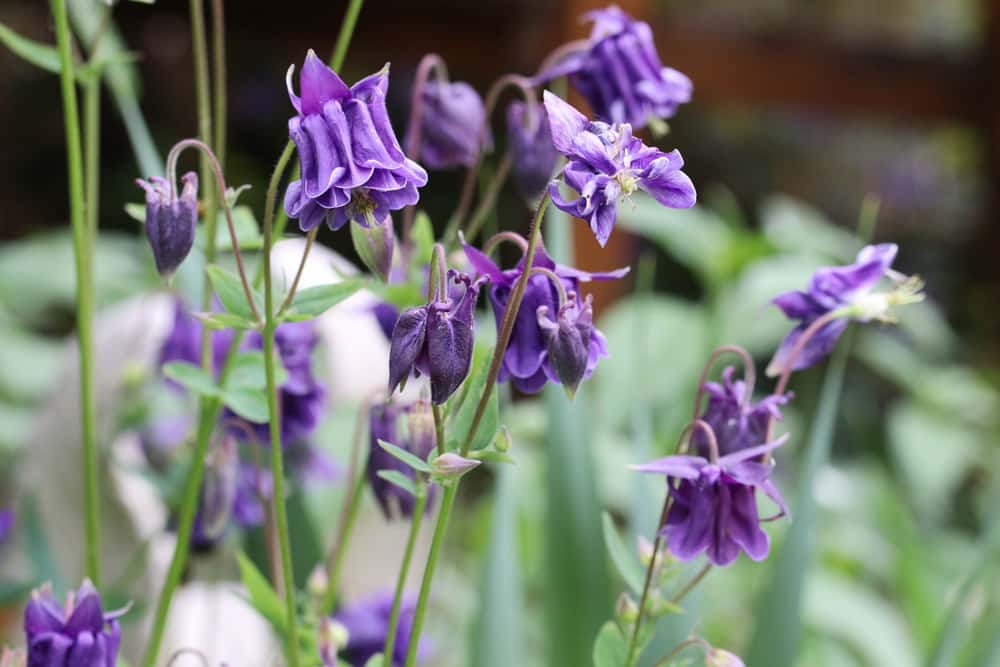 Akelei (Aquilegia)