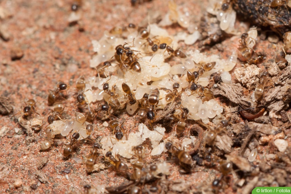 Ameisen bei der Brutpflege