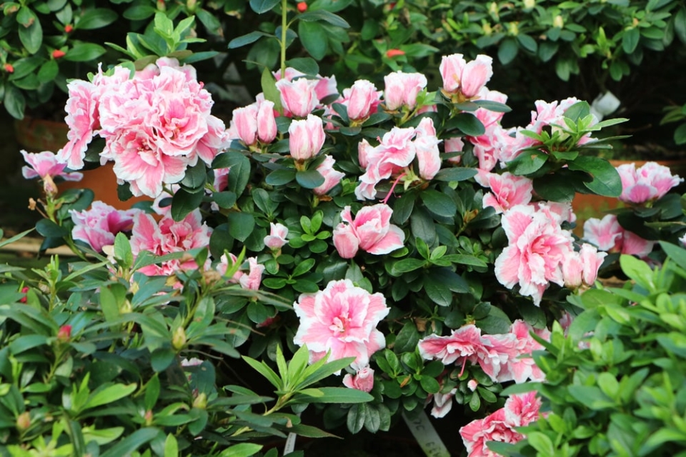 Straucheibisch, Eibisch, Hibiscus syriacus PflegeAnleitung