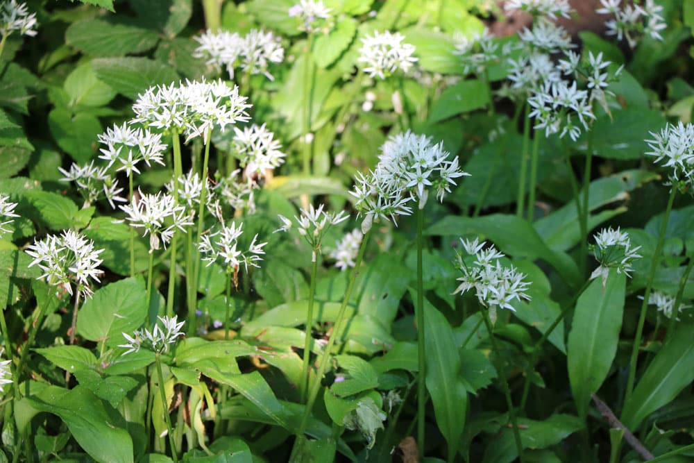 Bärlauch Blüte