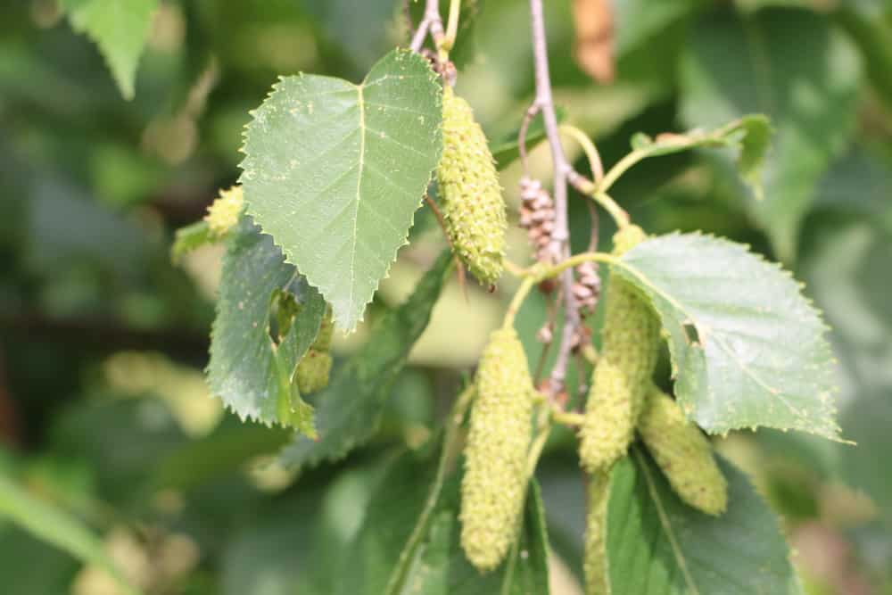 Birke (Betula) Blätter