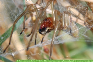 Dornfingerspinne - Cheiracanthium punctorium