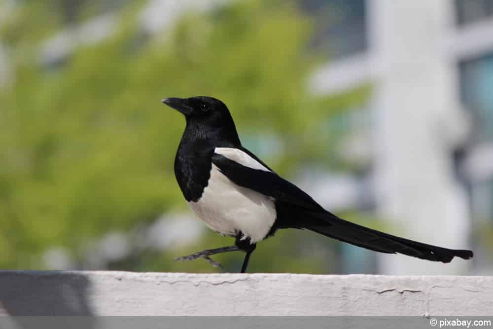 DachsKot im Garten erkennen 6 Merkmale