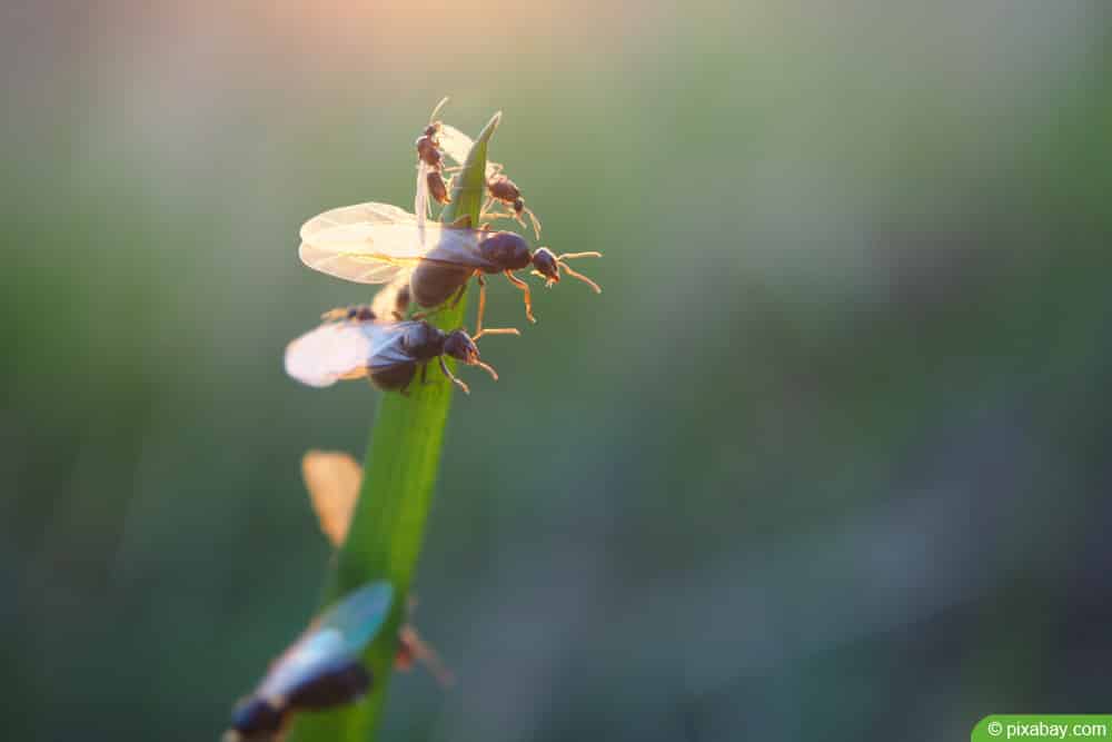 fliegende Ameisen - Flugameisen