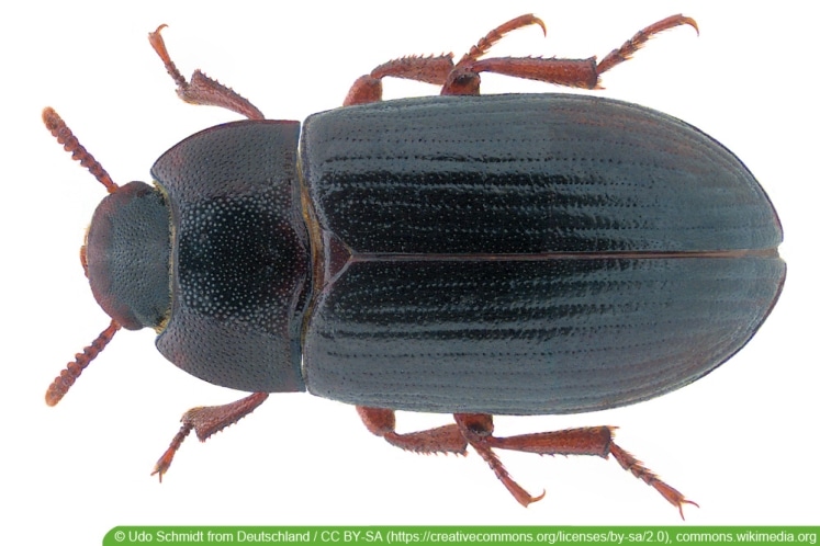 Kleine schwarze Tierchen was ist es? Insekten