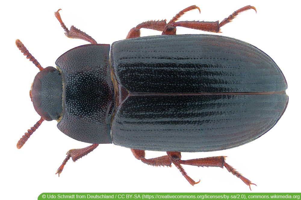 Getreideschimmelkäfer - Alphitobius diaperinus