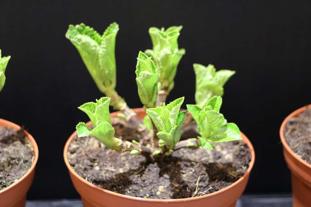 Hortensien einpflanzen