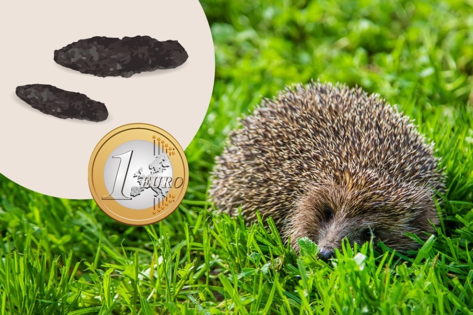 Springschwänze wichtige Gliedertiere im Boden