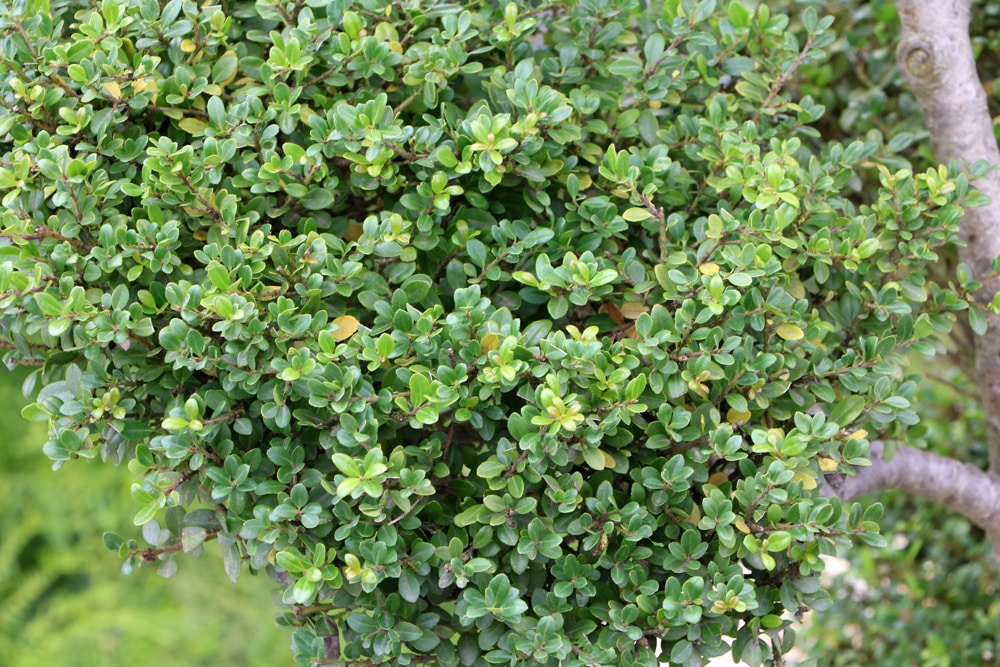 Ilex crenata - Bergilex