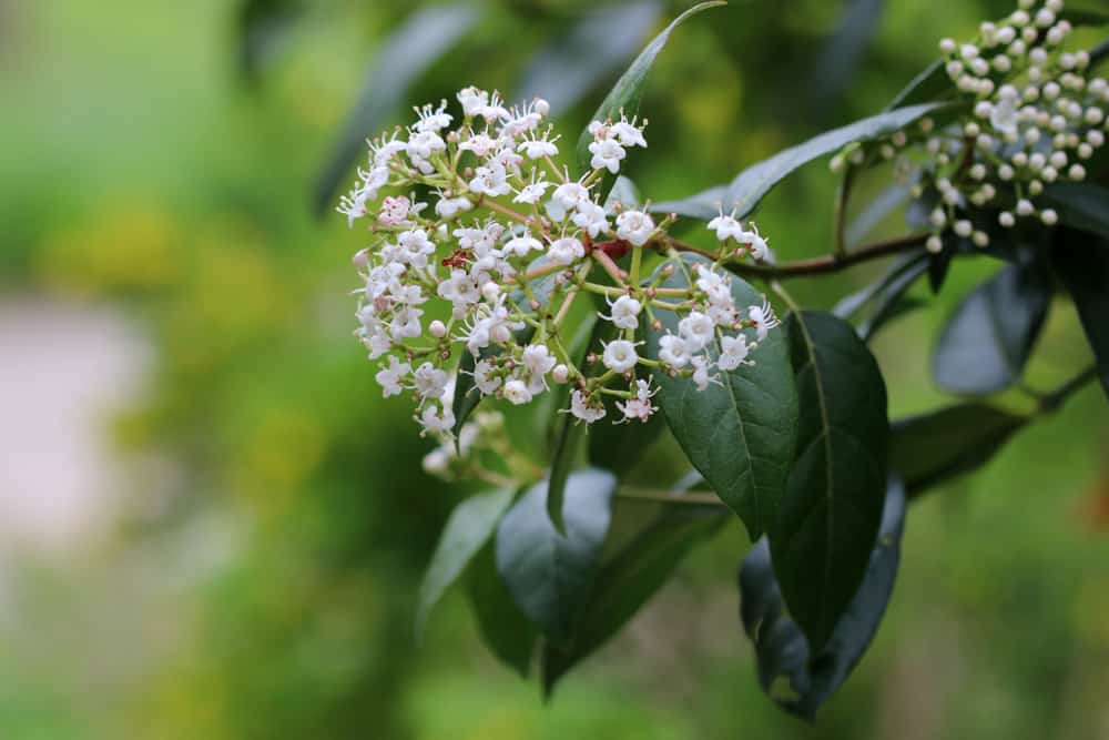 immergrüner Schneeball - Viburnum tinus