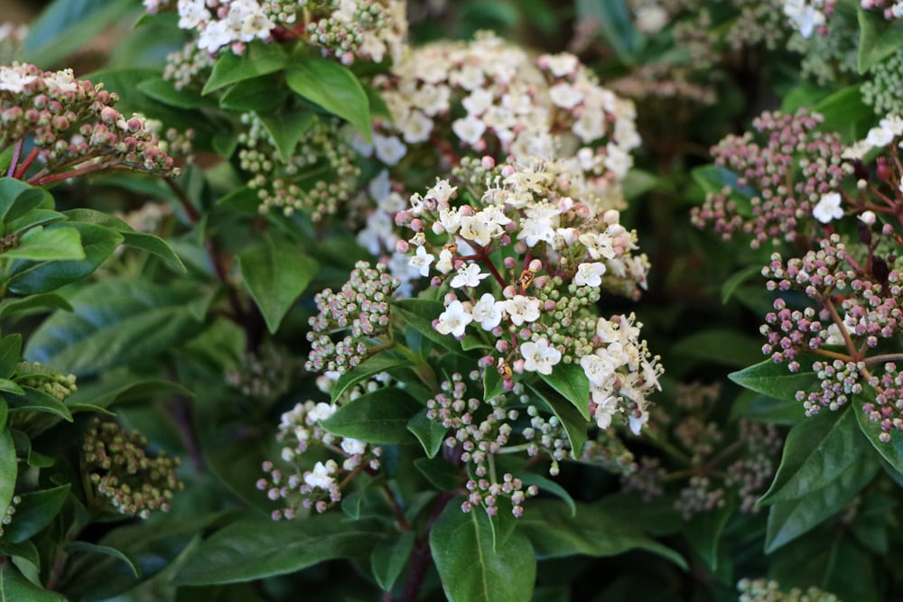 Immergrüne Gartensträucher 23 blühende und winterharte Arten