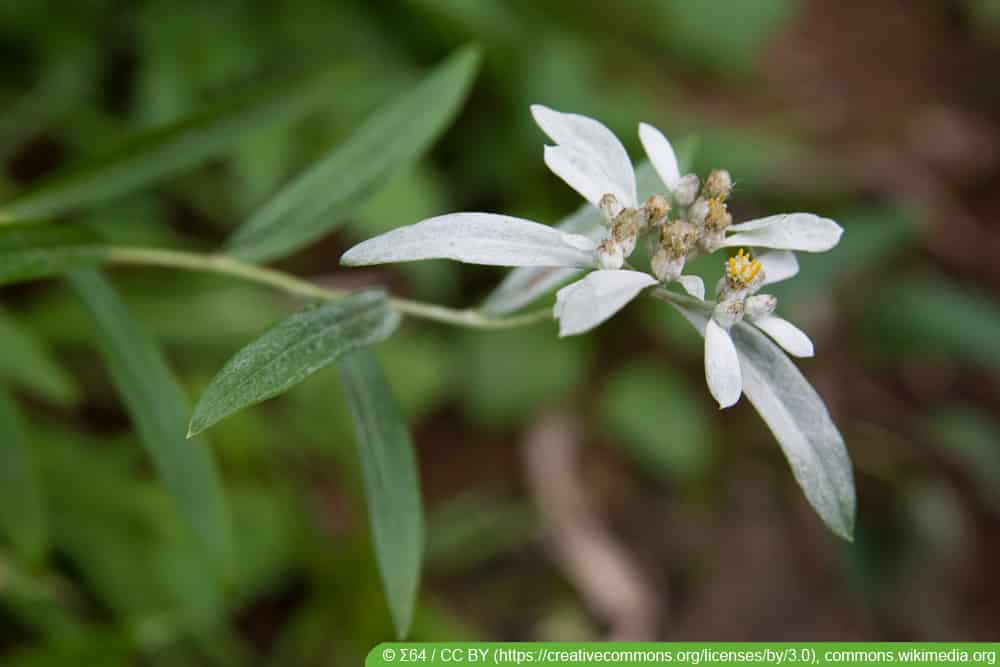 japanisches Edelweiß - Leontopodium japonicum