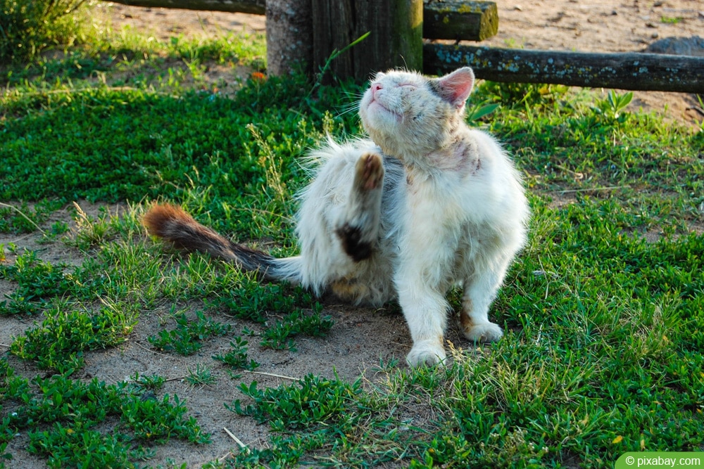 Katze mit Katzenflöhen (Ctenocephalides felis)