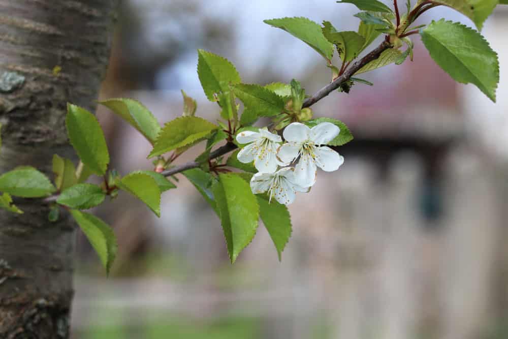 Sauerkirsche Blüte