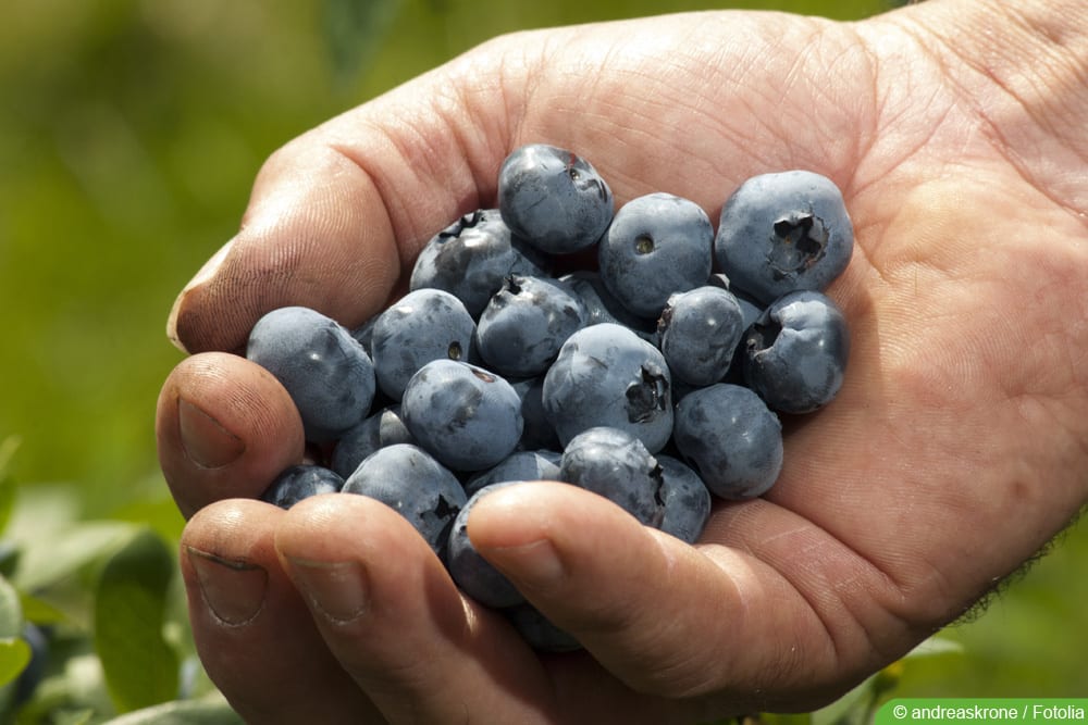 Kulturheidelbeere - Vaccinium corymbosum