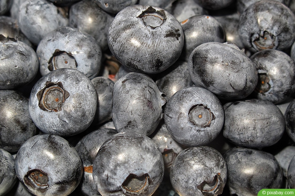 Kulturheidelbeere - Vaccinium corymbosum