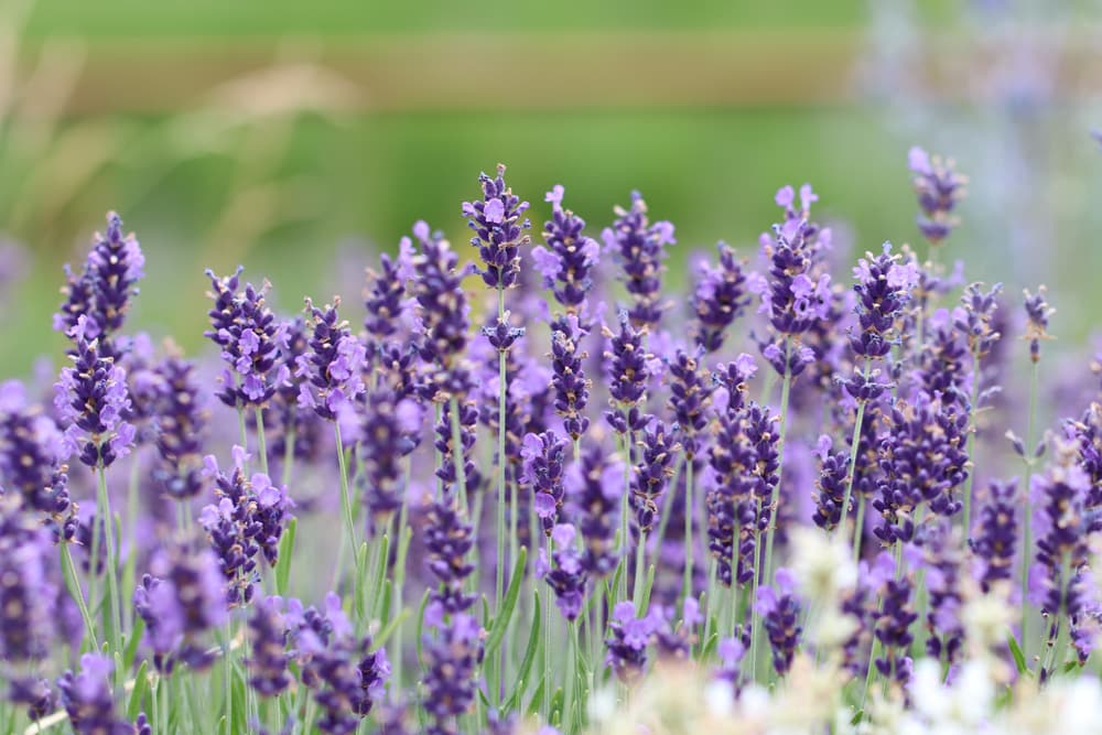 Lavendel - Lavandula angustifolia