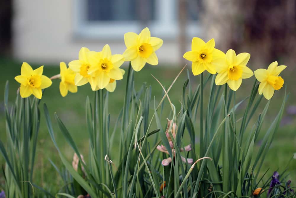 gelbe Narzissen - Narcissus pseudonarcissus