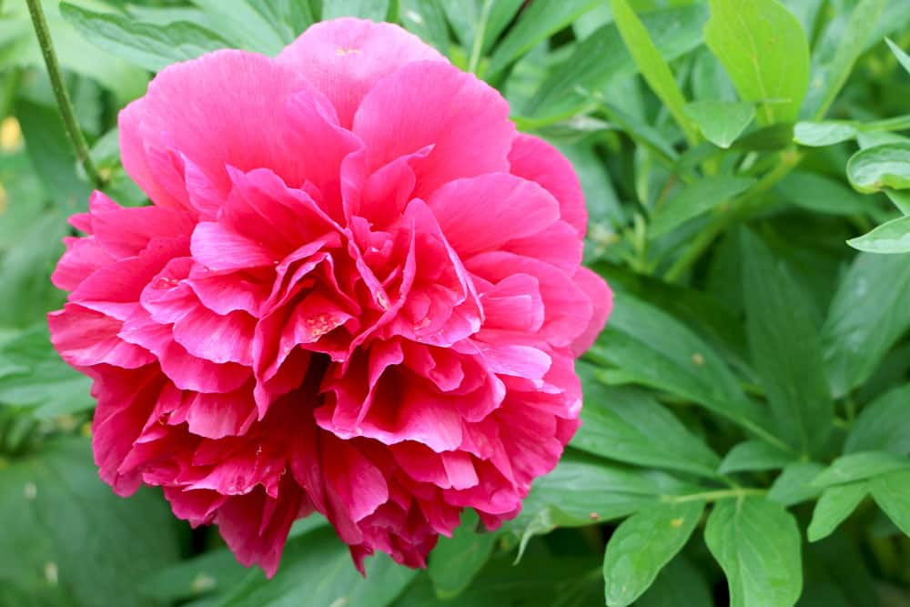 Pfingstrose - Paeonia suffruticosa