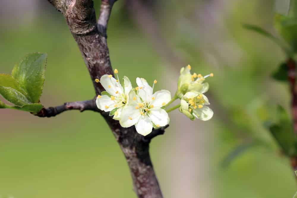 Pflaume - Prunus domestica - Blüte