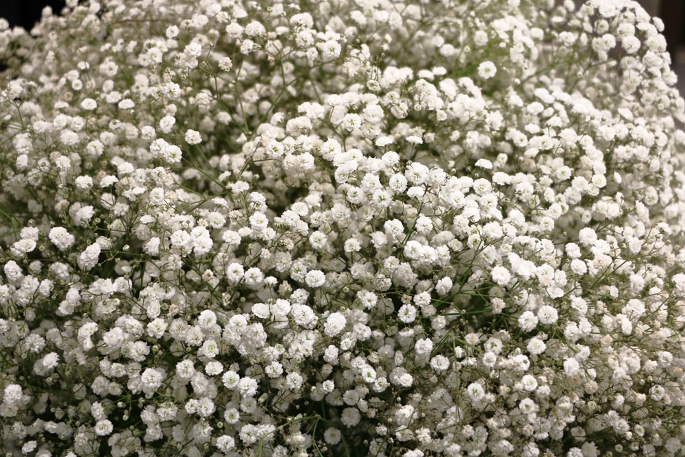 Schleierkraut - Gypsophila