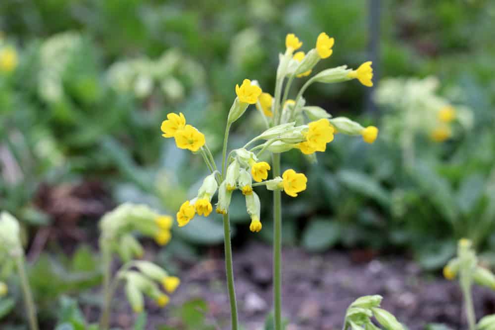 Schlüsselblume - Primula veris