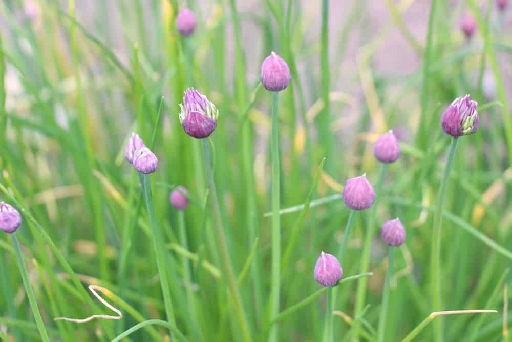 Schnittlauch Blüte