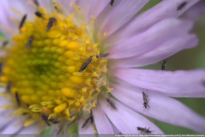 Kleine schwarze Tierchen was ist es? Insekten