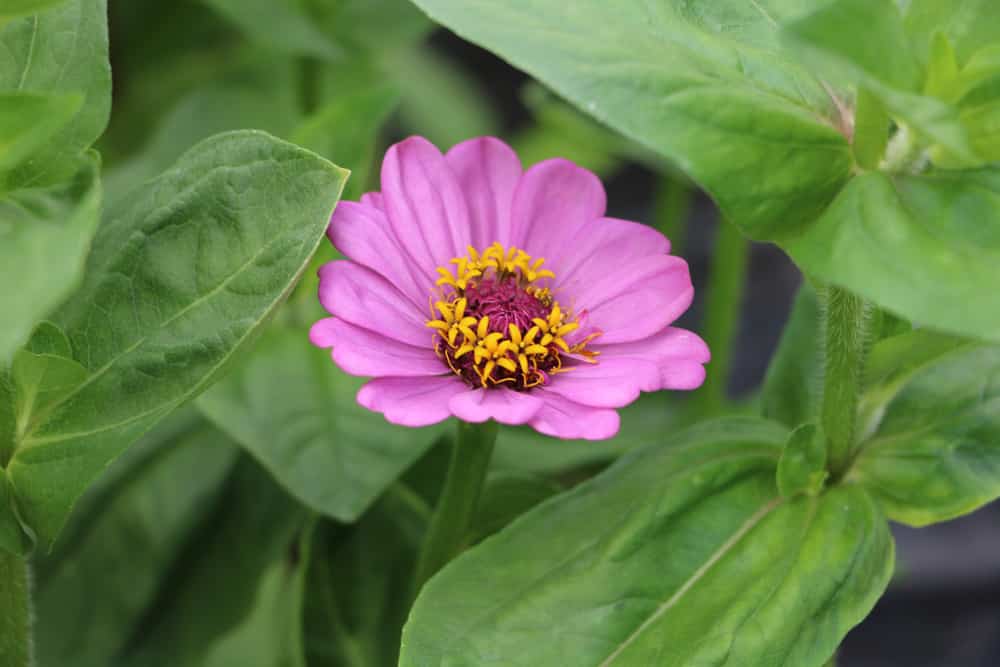 Zinnien - Zinnia