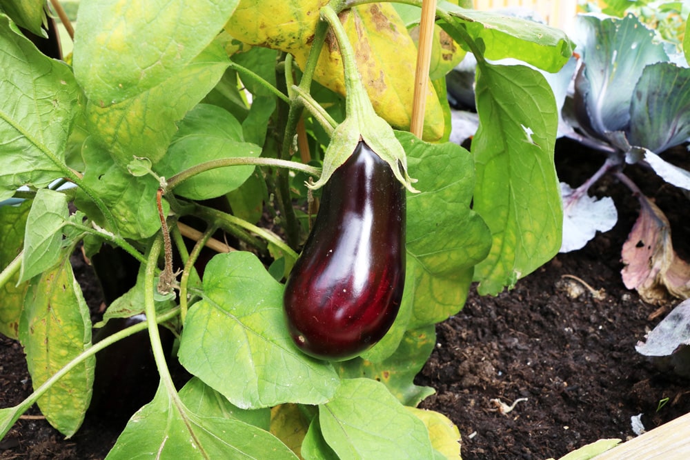 Aubergine - Solanum melongena - Eierfrucht