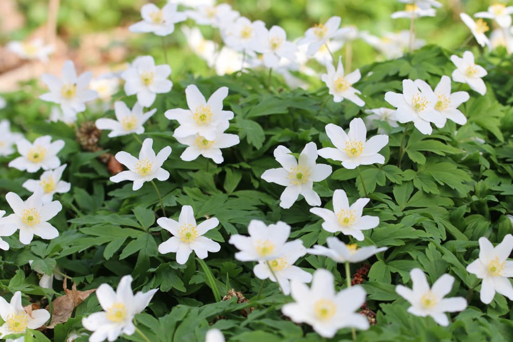 Buschwindröschen - Anemone nemorosa