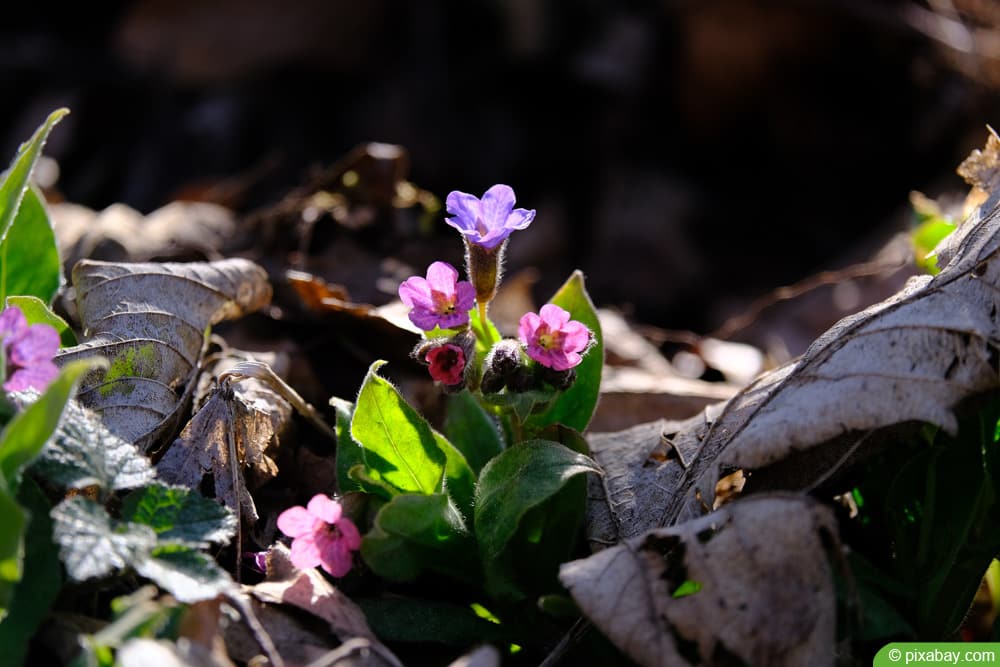 Echtes Lungenkraut - Pulmonaria officinalis