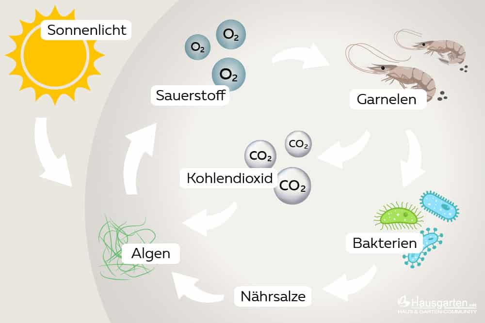 Ecosphere Funktionsweise