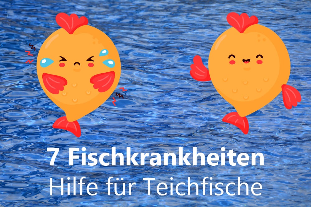 9 typische KoiKrankheiten mit Bildern Koikrankheiten von AZ